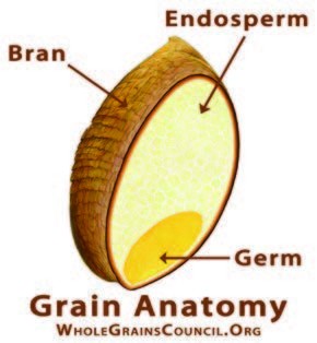 grain_anatomy